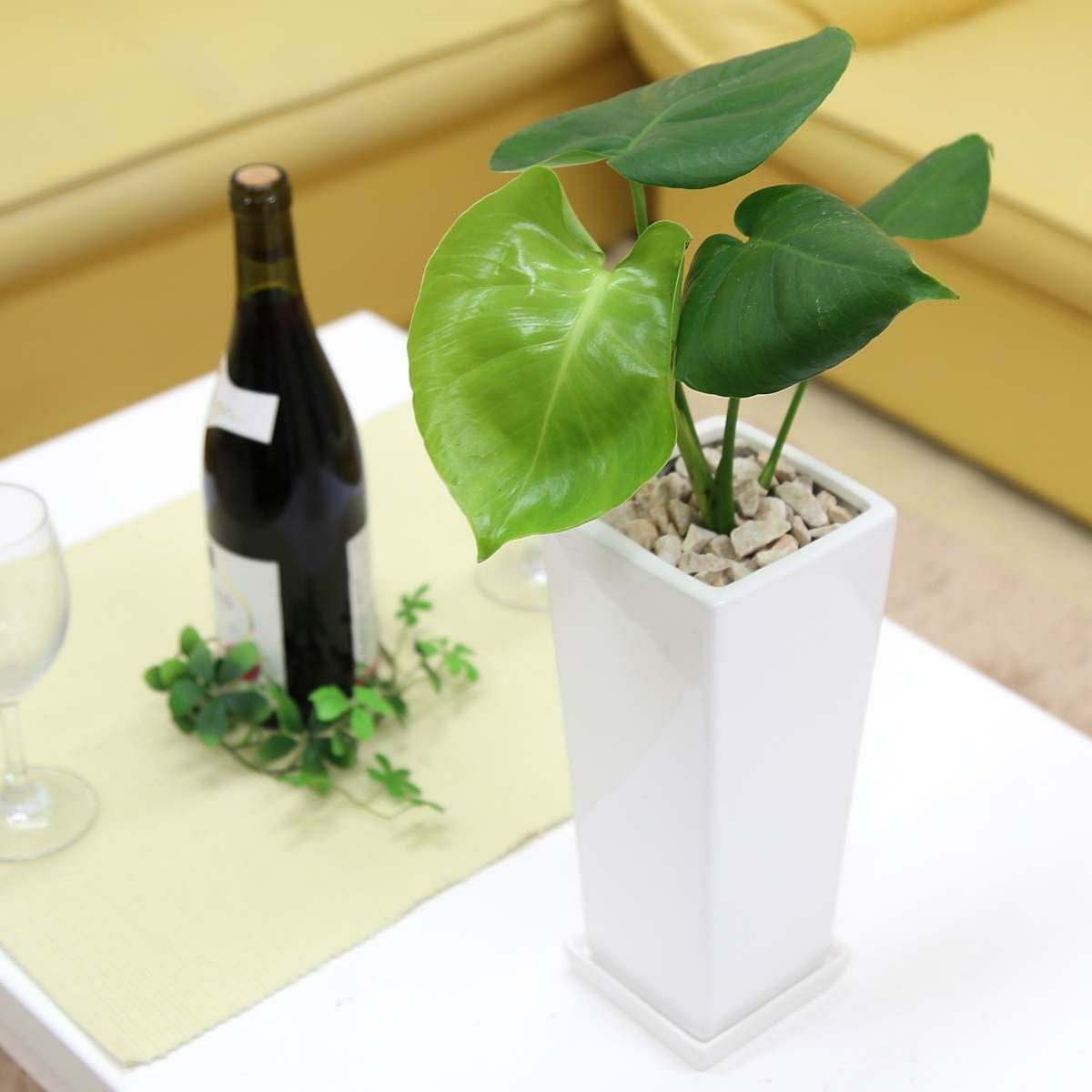モンステラ 5号 陶器鉢 通販 販売｜観葉植物のブルーミングスケープ