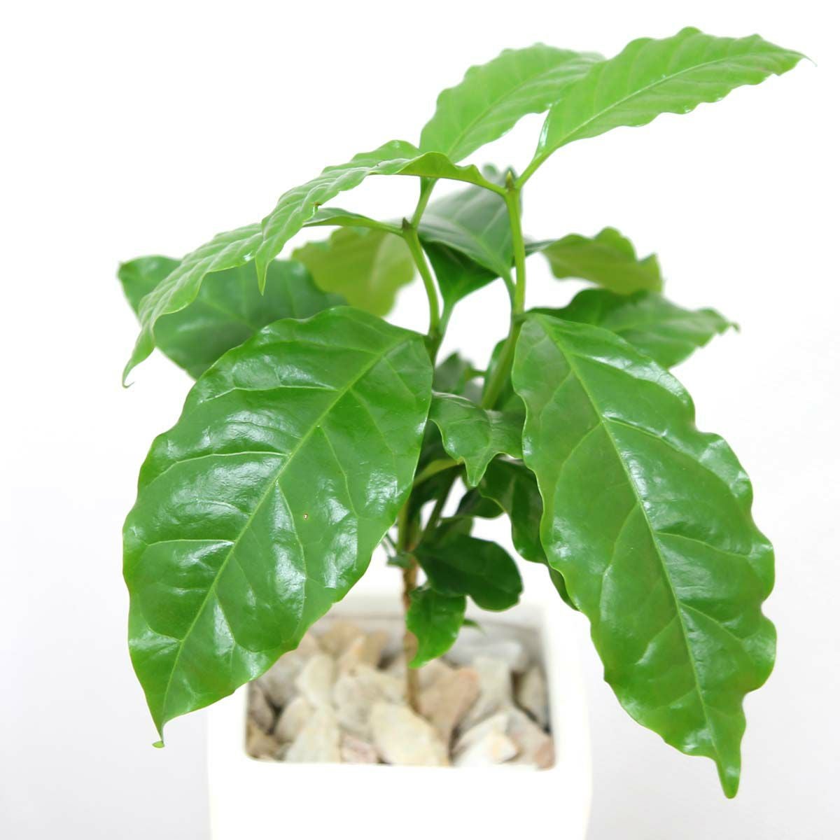 コーヒーの木 5号