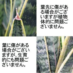 サンスベリアの葉先の傷