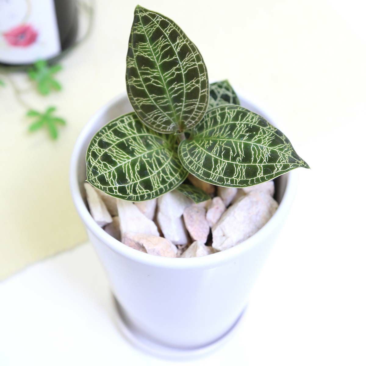 ジュエルオーキッド マコデス 4号 陶器鉢 通販 販売｜観葉植物の