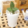 ジュエルオーキッド マコデス