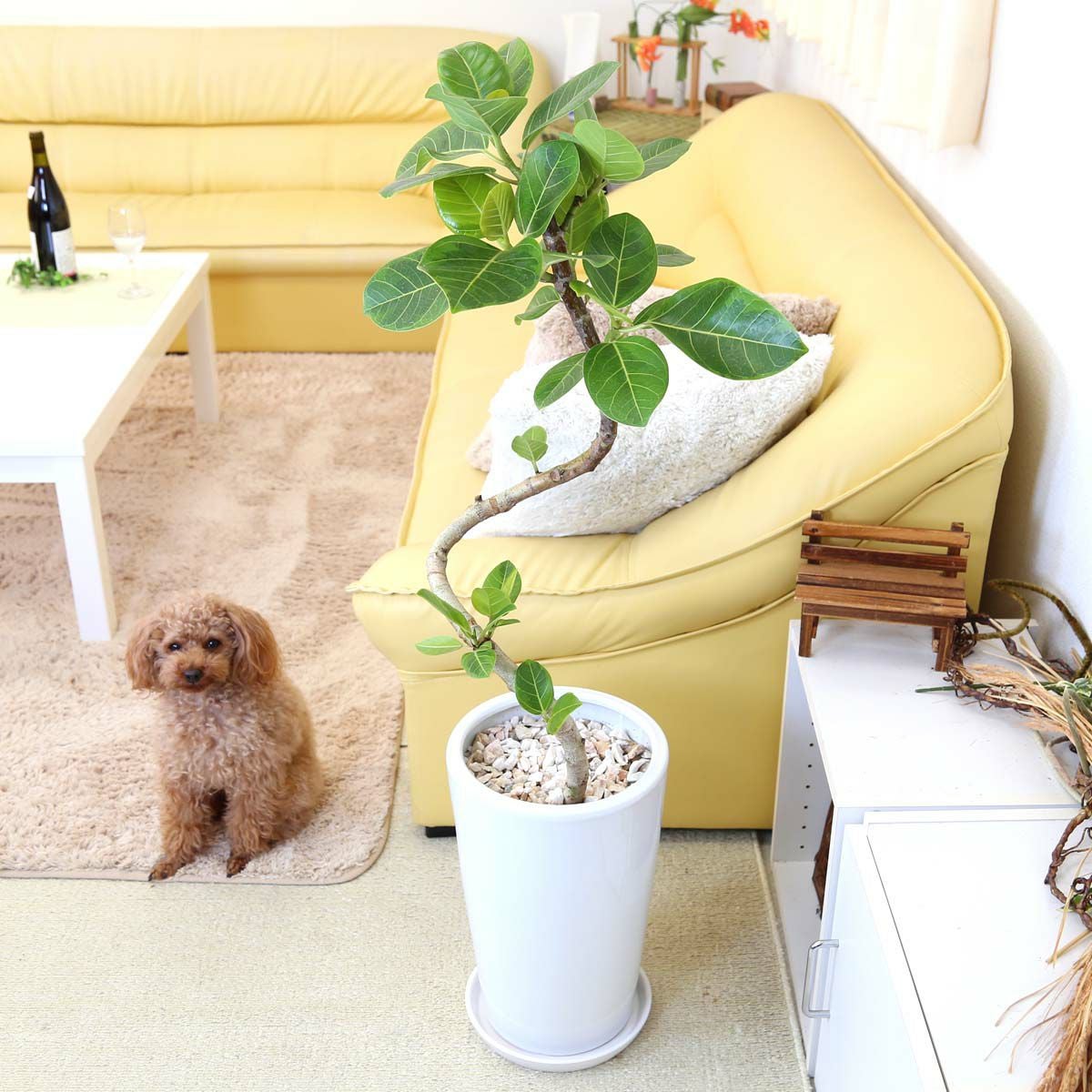 スパイラル仕立て アルティシーマ 陶器鉢 丸形 通販 販売｜観葉植物の