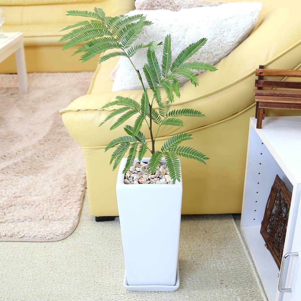 エバーフレッシュ 通販 販売｜観葉植物のブルーミングスケープ