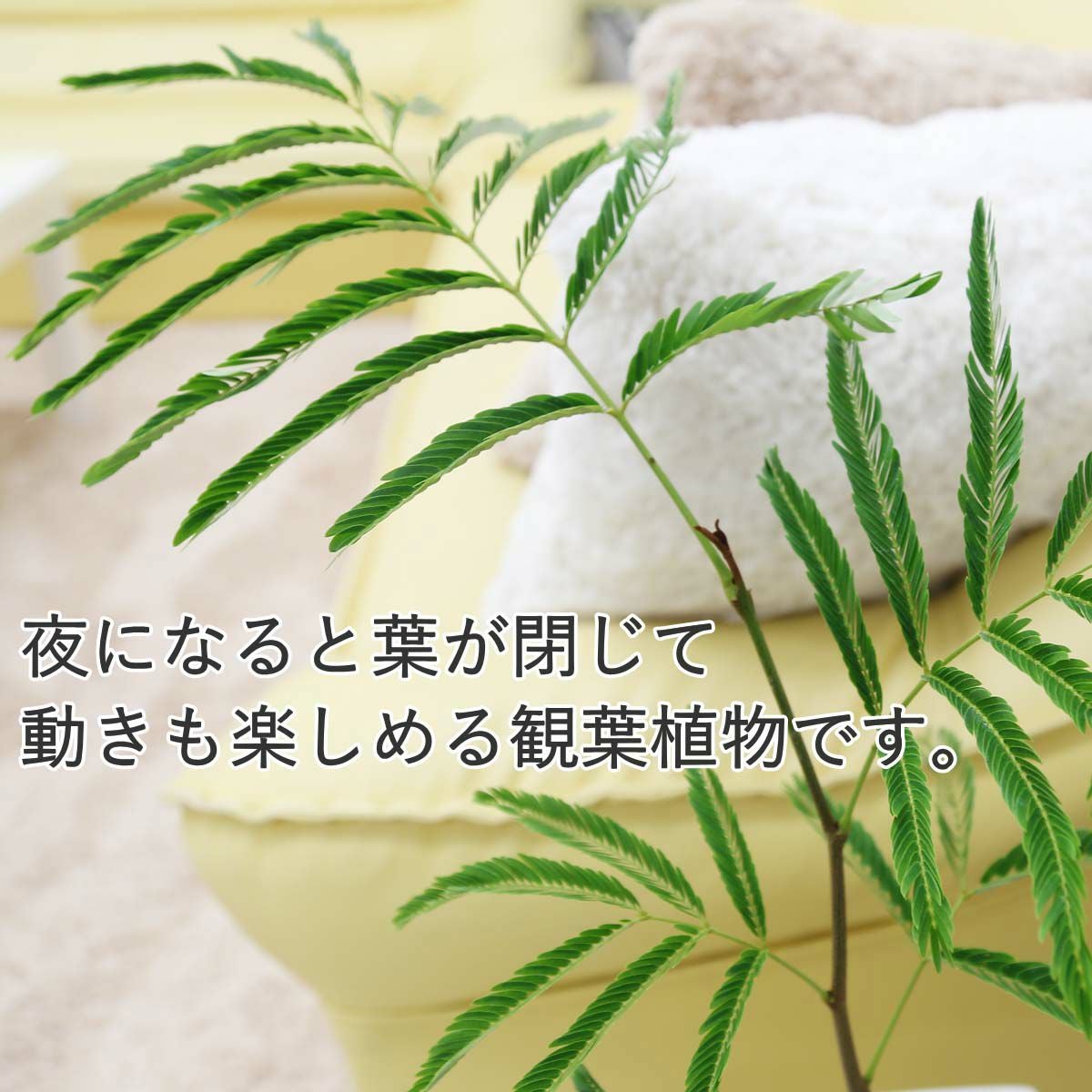 エバーフレッシュ(ネムノキ) 6号