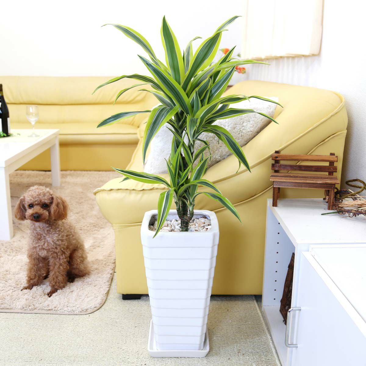 ドラセナ レモンライム 7号 陶器鉢 G 通販 販売｜観葉植物の