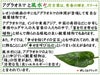 アグラオネマと風水
