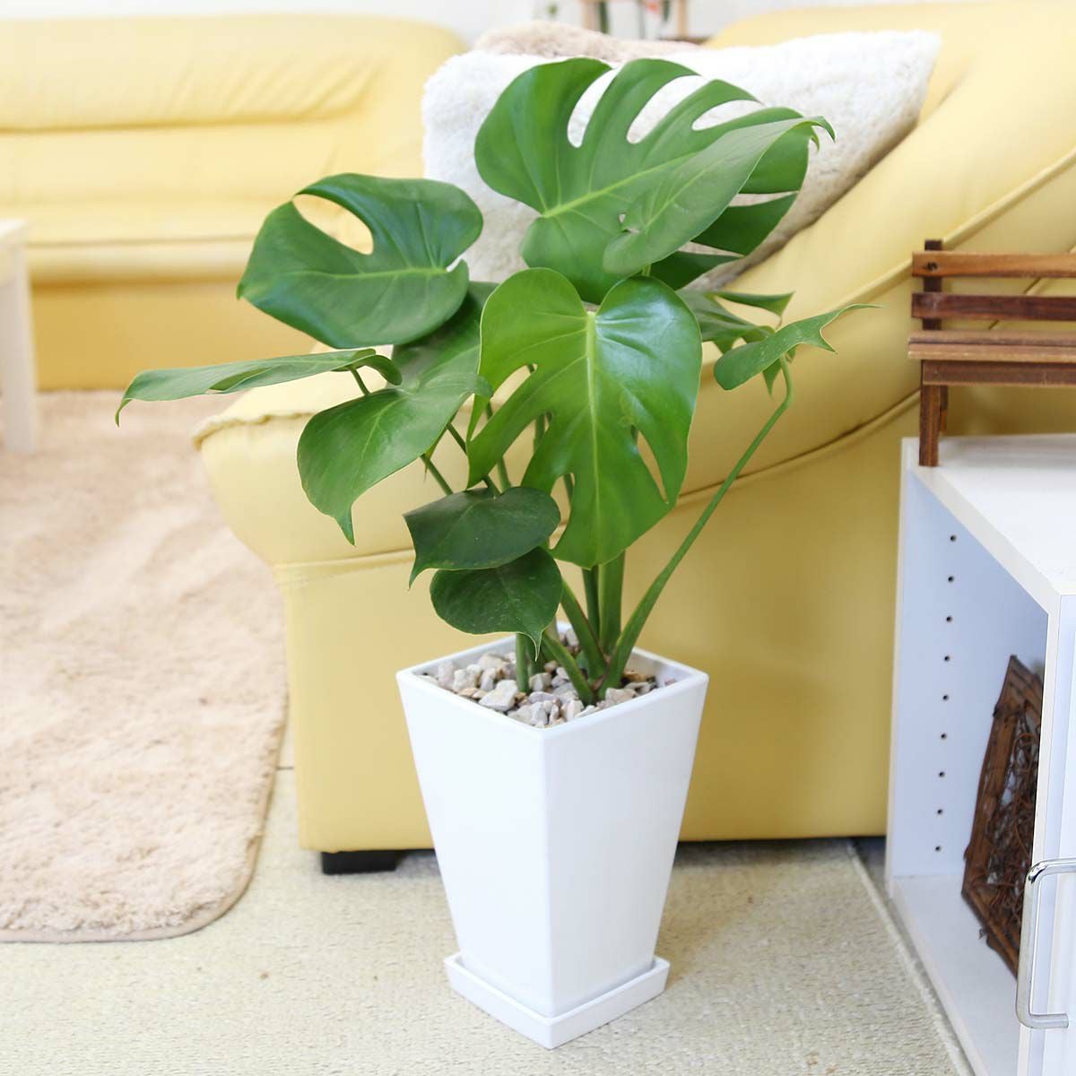 モンステラ 7号 プラスチック鉢 通販 販売｜観葉植物のブルーミング