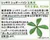 シッサス シュガーバインと風水