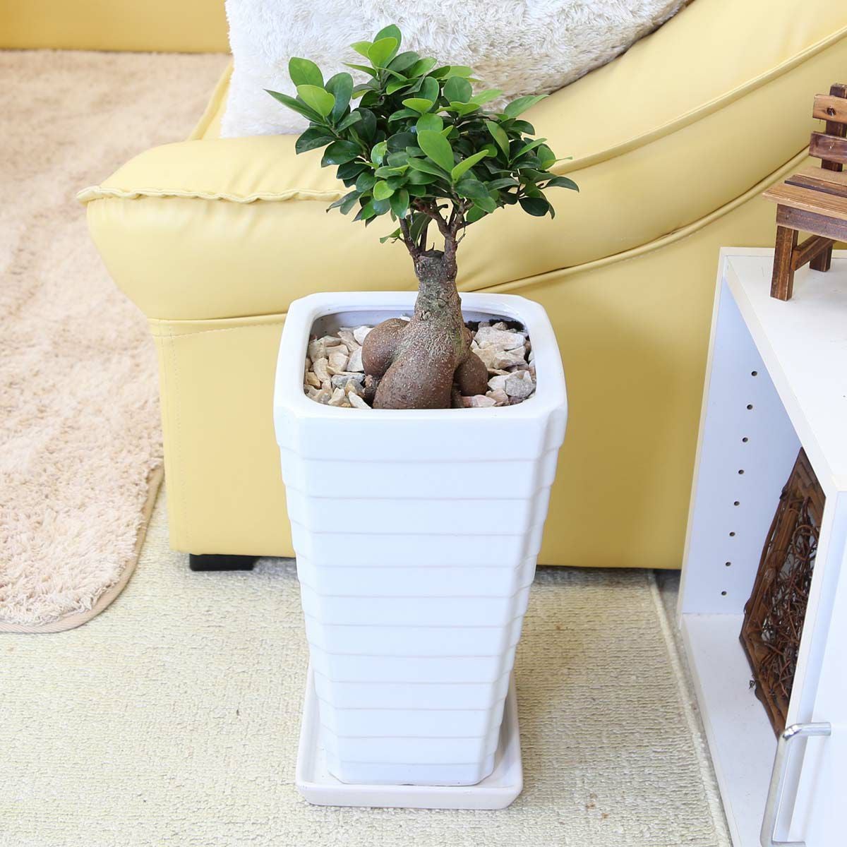 スクエア陶器鉢ガジュマル　7号　100センチ前後 現品 ガジュマル 7号 陶器鉢 G｜観葉植物 通販・販売 【ブルーミングスケープ】