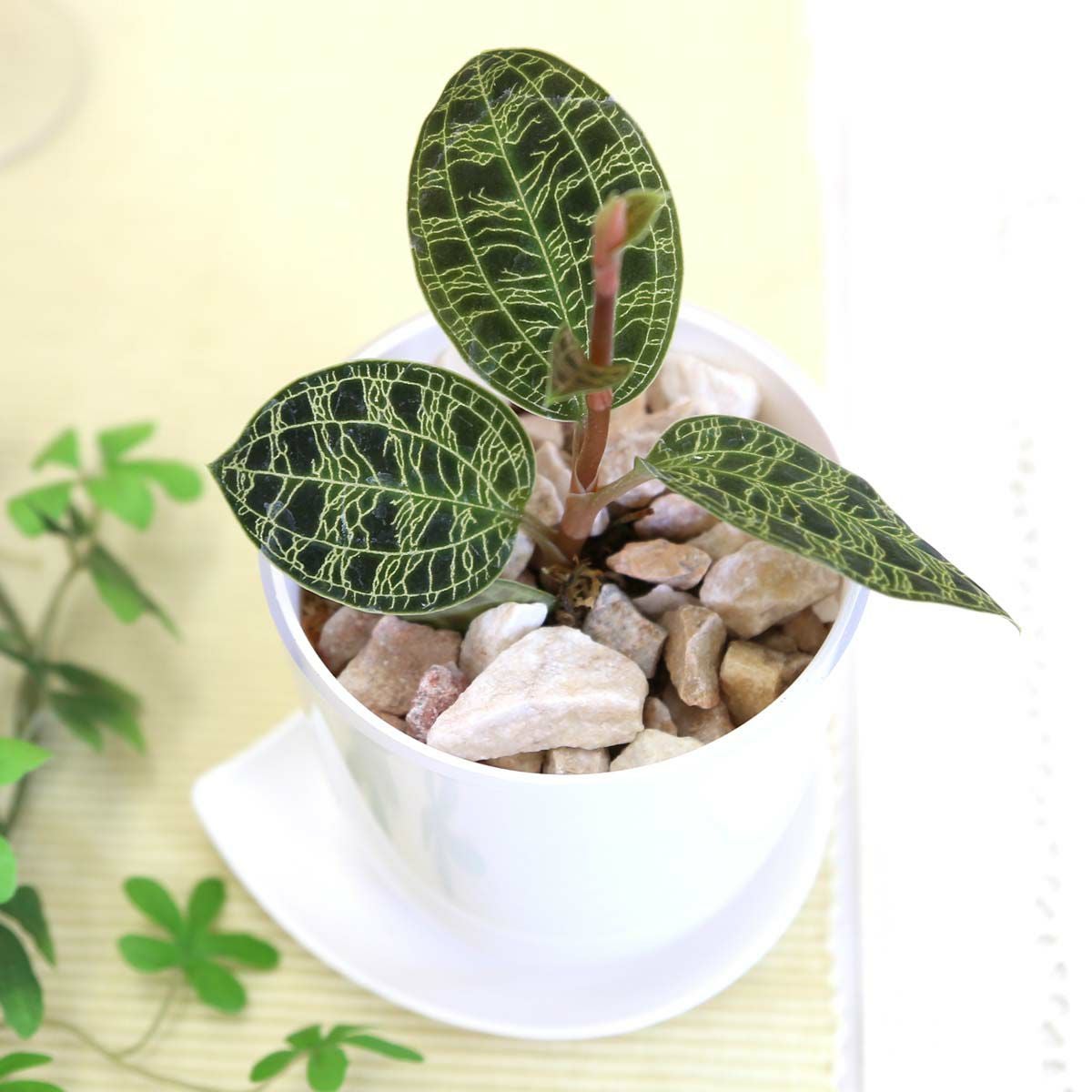 ジュエルオーキッド マコデス 3号 プラ鉢 通販 販売｜観葉植物の