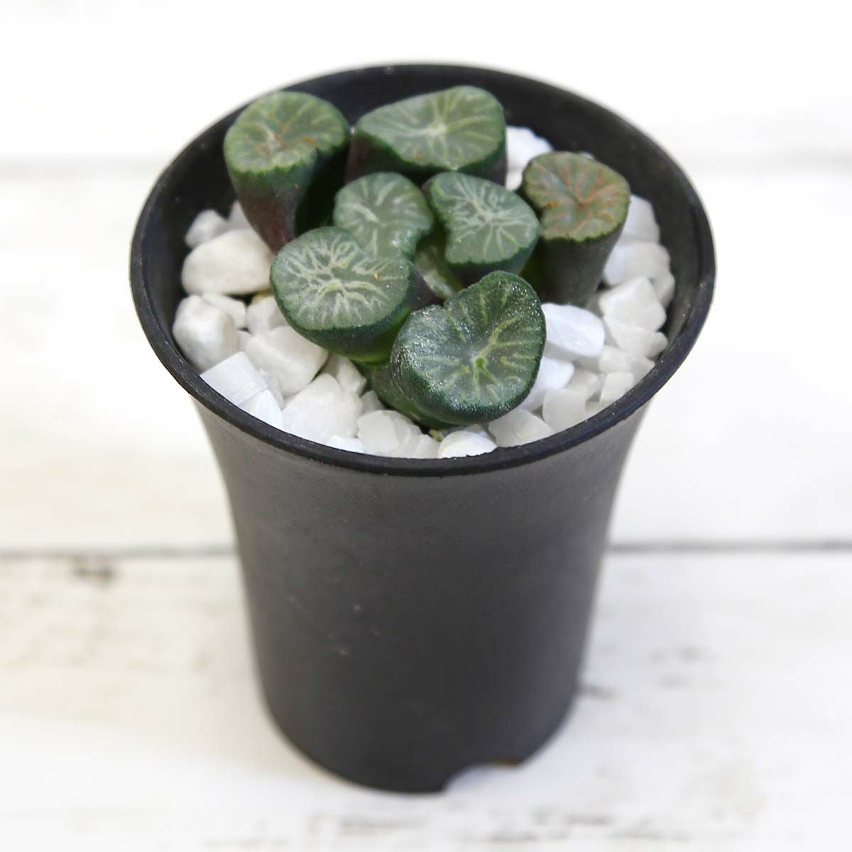 ハオルチア 万象 エメラルドドラゴン 通販 販売｜観葉植物の