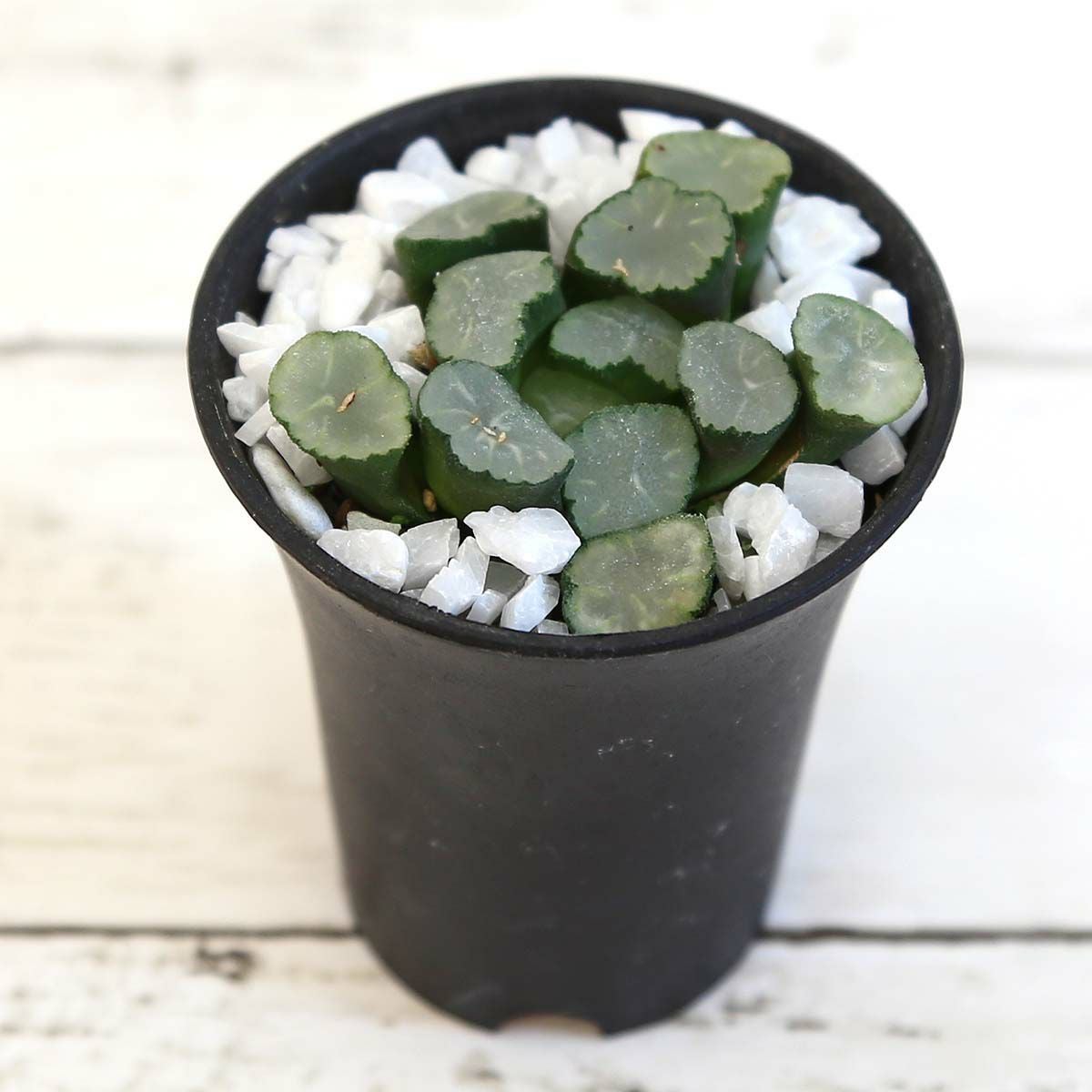 ハオルチア 万象 エメラルドドラゴン 通販 販売｜観葉植物の