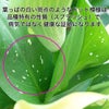 カラー 「イエロー」 5号