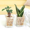 土を使わず清潔感あるゼオライト植えのミニ観葉植物