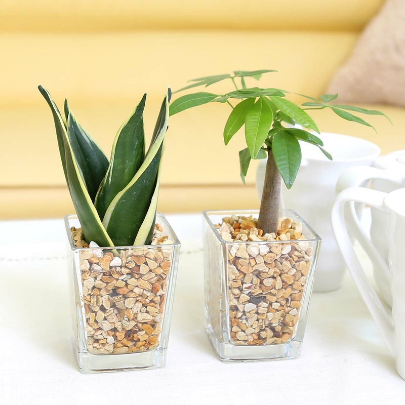 ゼオライト植えのミニ観葉植物