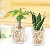 ゼオライト植えのミニ観葉植物