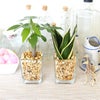ゼオライト植えのミニ観葉植物