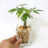 ゼオライト植えのミニ観葉植物