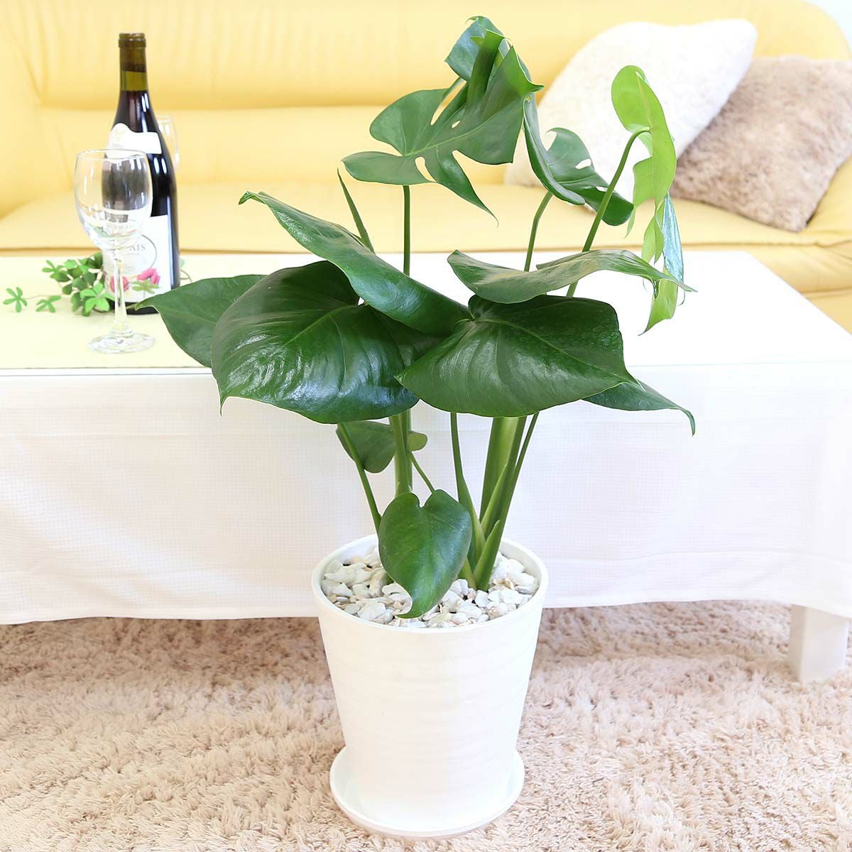 モンステラ　7枚葉鉢植え 観葉植物 モンステラ 7号 根あがり プラスチック鉢 | 観葉植物なら
