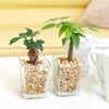 ゼオライト植えのミニ観葉植物 パキラ＆ガジュマル