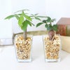 ゼオライト植えのミニ観葉植物 パキラ＆ガジュマル