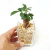 ゼオライト植えのミニ観葉植物 パキラ＆ガジュマル