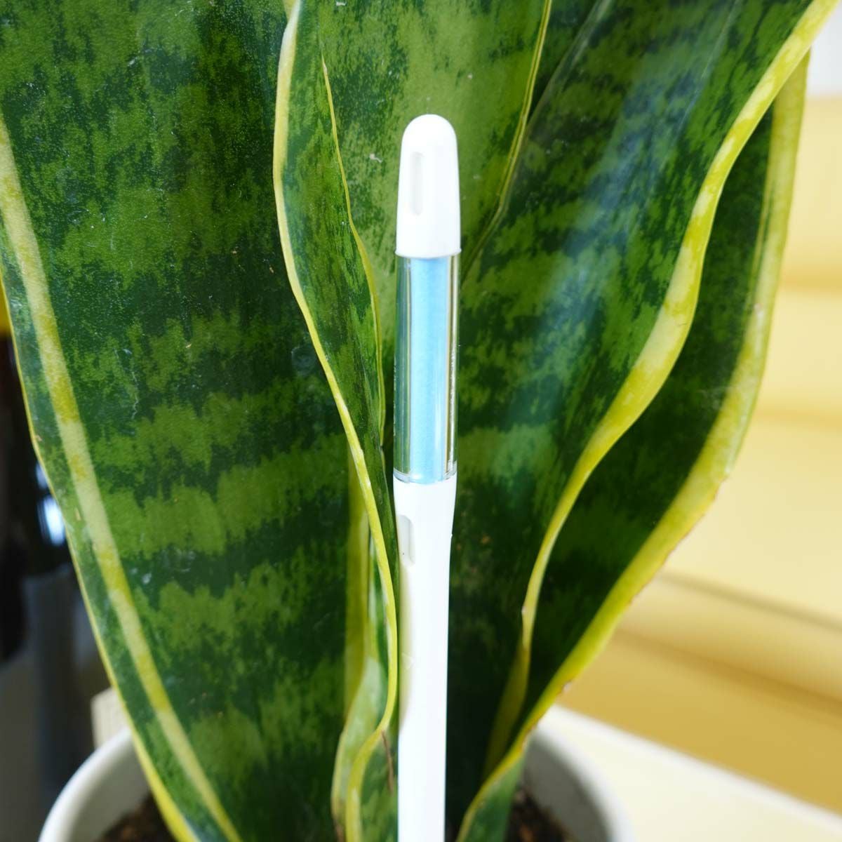 水やりチェック（チェッカー） Lサイズト 通販 販売｜観葉植物の