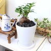 幸せを見守る樹 ガジュマル 5号