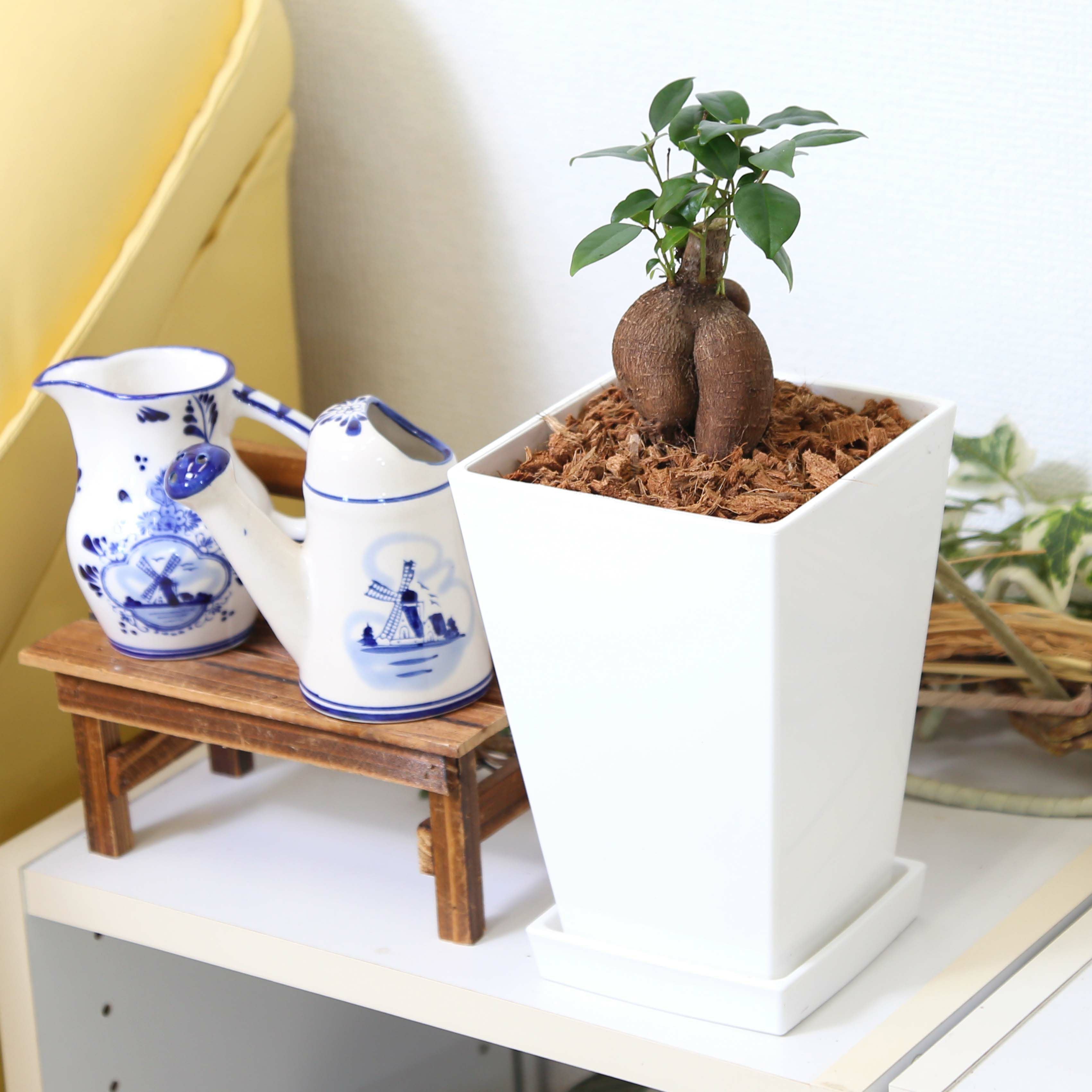 ガジュマル 5号 プラ鉢 ウッドチップ 通販 販売｜観葉植物の