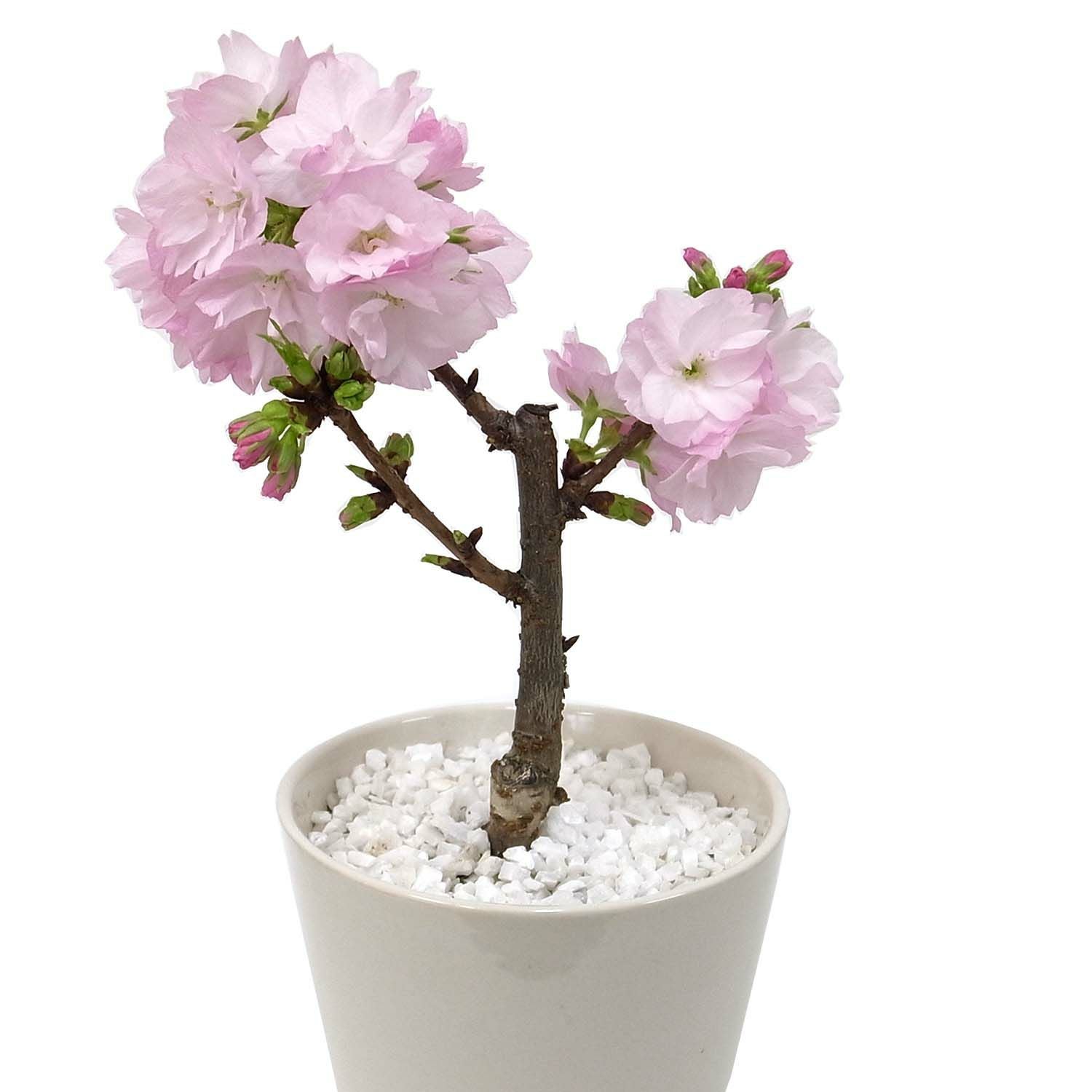 一才桜（品種：旭山桜） 陶器鉢 通販 販売｜観葉植物のブルーミング