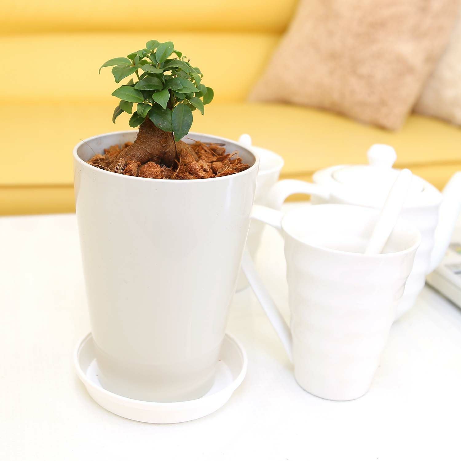 ガジュマル 4号 丸プラスチック鉢 通販 販売｜観葉植物のブルーミング