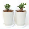 ガジュマル 4号 丸形プラスチック鉢