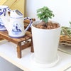 ガジュマル 4号 丸形プラスチック鉢