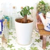 ガジュマル 4号 丸形プラスチック鉢