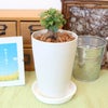 ガジュマル 4号 丸形プラスチック鉢