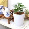 コーヒーの木 5号 