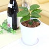 コーヒーの木 5号 