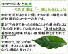 コーヒーの木と風水