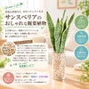 土を使わず清潔感あるサンスベリア