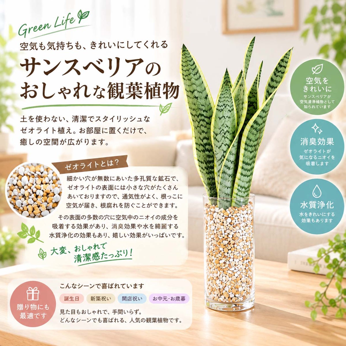 土を使わず清潔感あるサンスベリア