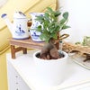 ガジュマル スモールサイズ観葉植物 ハイドロカルチャー
