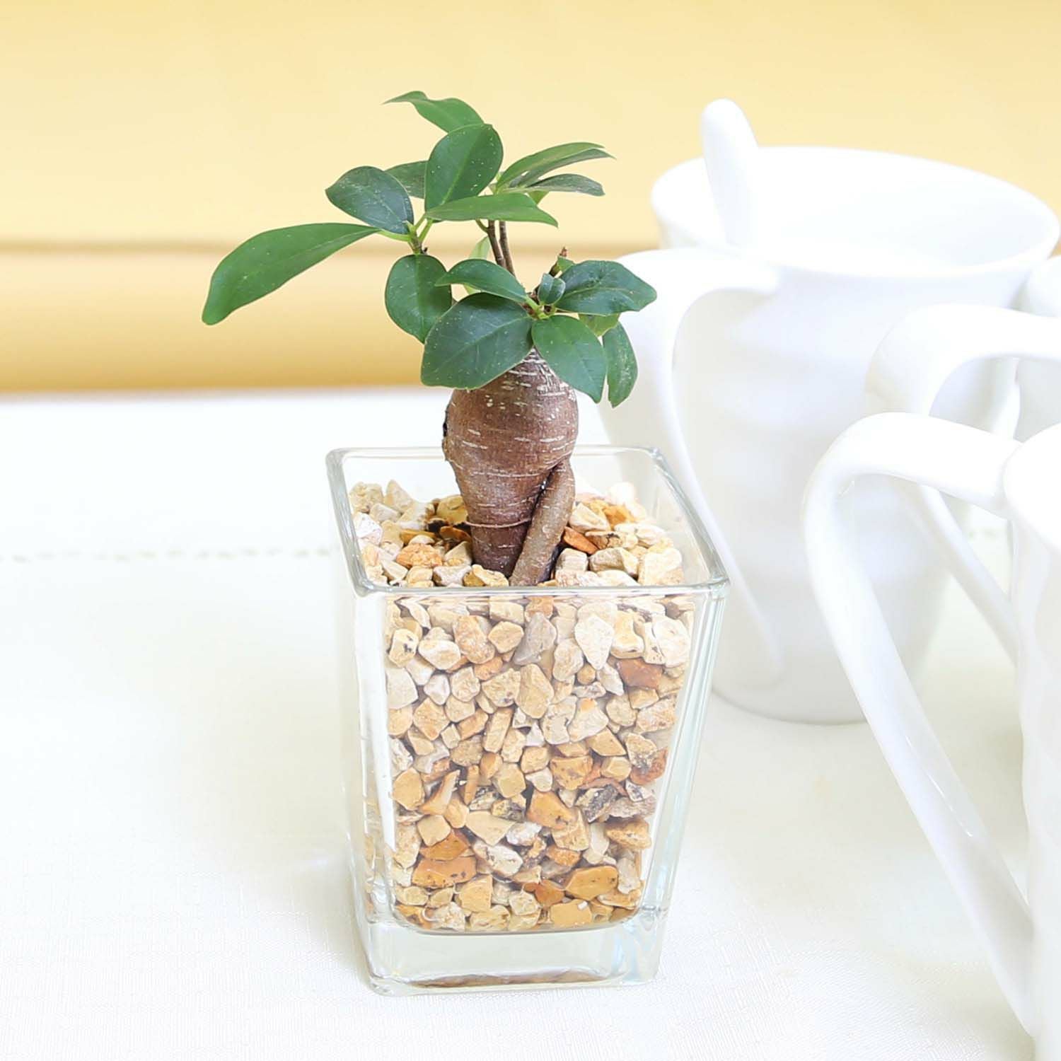 清潔感もあるゼオライト植えのガジュマル 通販 販売｜観葉植物の
