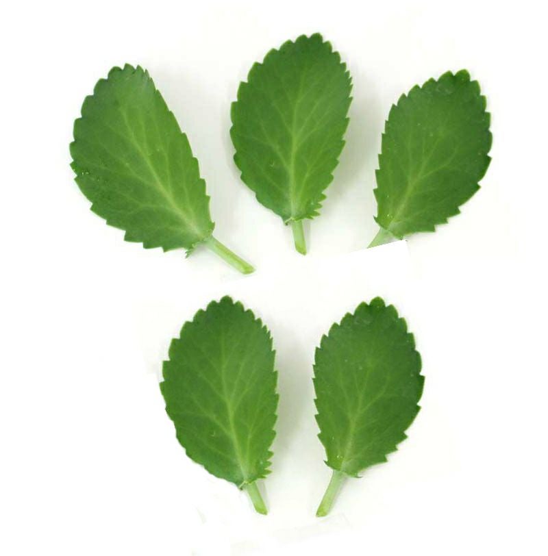 幸福の葉(マザーリーフ）5枚 通販 販売｜観葉植物のブルーミングスケープ
