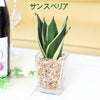 ハイドロカルチャー 土を使わない観葉植物 サンスベリア