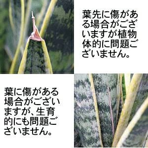 サンスベリア