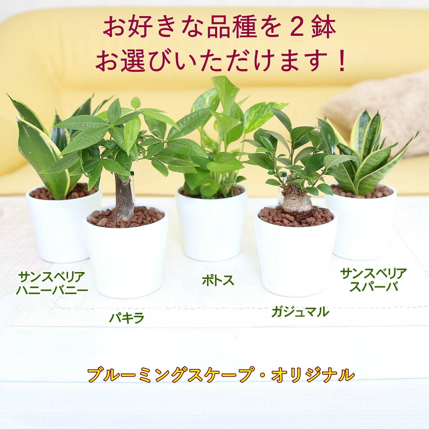 土を使わない観葉植物 ホワイト鉢 通販 販売｜観葉植物のブルーミング