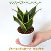 ポトスとサンスベリア ハニーバニー