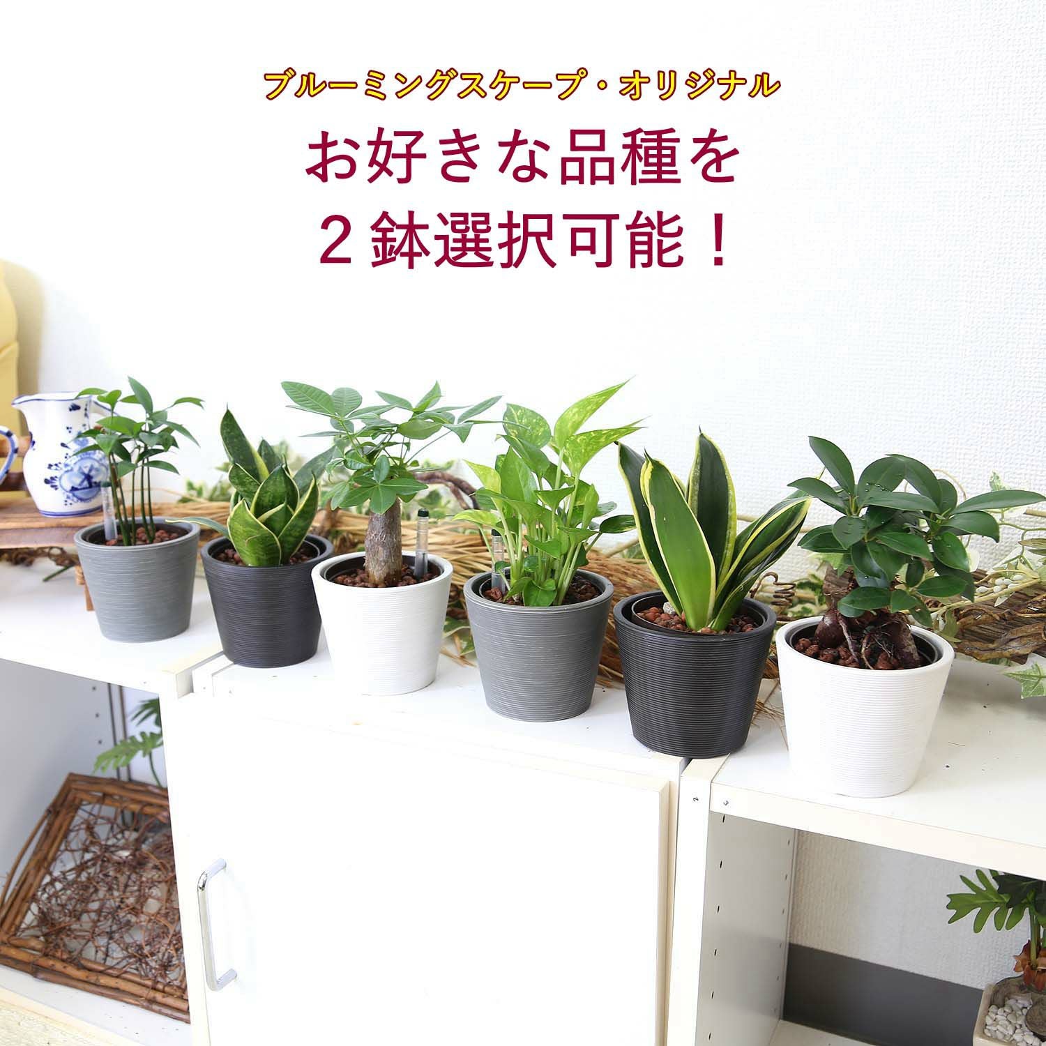 清潔感もあるレカトン植えの観葉植物 選べる鉢カバー 通販 販売｜観葉
