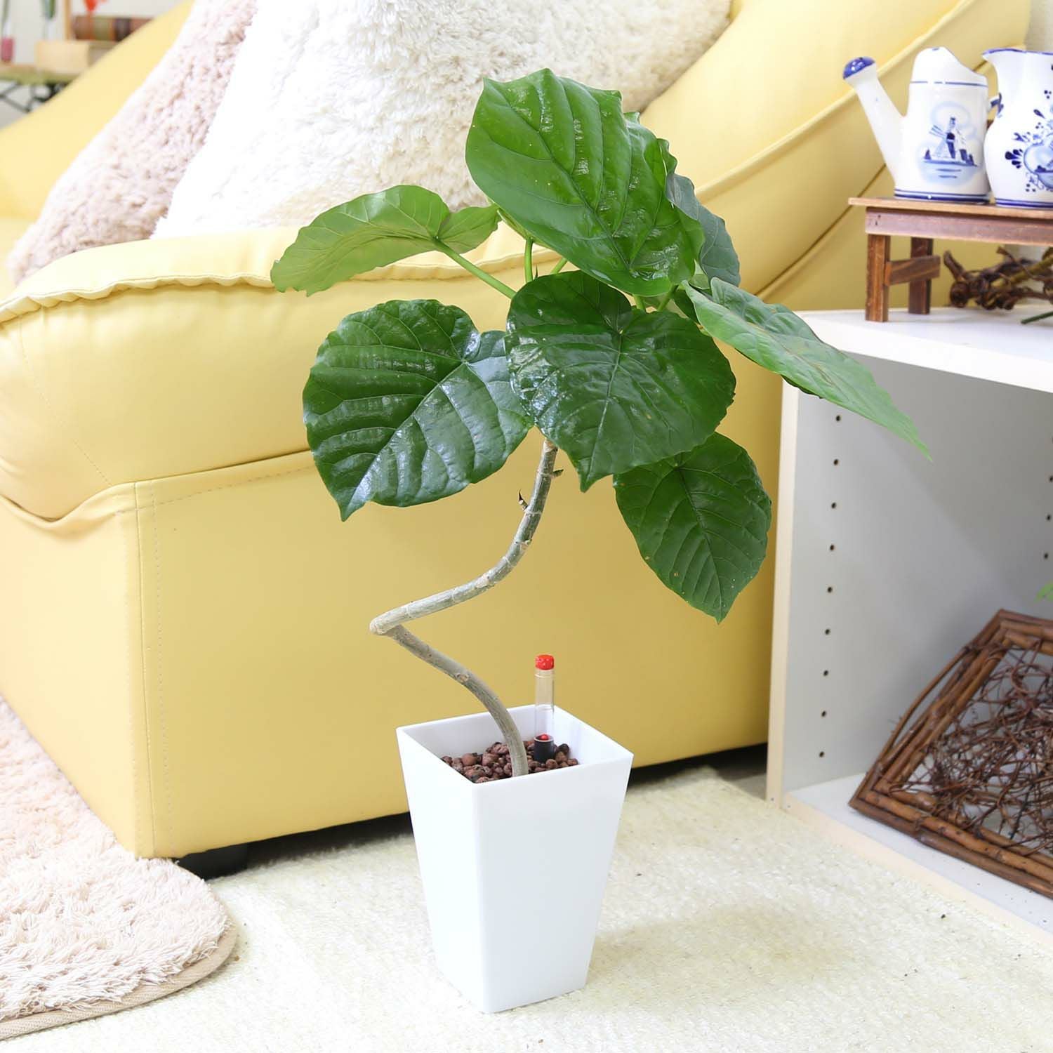 ウンベラータ　人工観葉植物 ホワイトポット 楽天市場】ウンベラータ 8号 ホワイト セラアート鉢 送料無料 フィカス