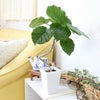 土を使わない観葉植物 ハイドロカルチャー ウンベラータ